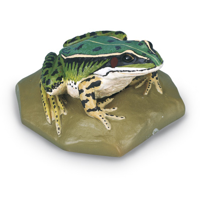 Edible Frog, female (Rana esculenta), 1001274 [VN704/2], Herpetology (Amphibians and Reptiles)