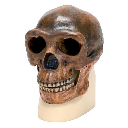 Antropológiai koponya - Sinanthropus, 1001293 [VP750/1], Koponya modellek