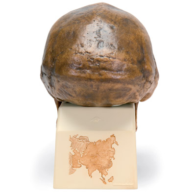 Модель черепа синантропа (Homo erectus pekinensis) (Вайденрайх, 1940), 1001293 [VP750/1], Модели черепа человека