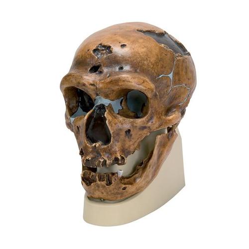 Модель черепа неандертальца (Homo neanderthalensis) из Ла-Шапель-о-Сен 1, 1001294 [VP751/1], Модели черепа человека