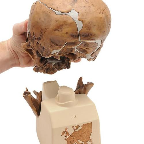 Rêplica del cráneo del Homo neanderthalensis (La Chapelle-aux-Saints 1), 1001294 [VP751/1], Evolución