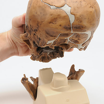 Rêplique de crâne d'Homo neanderthalensis (La Chapelle-aux-Saints 1), 1001294 [VP751/1], Modèles de moulage de crânes humains