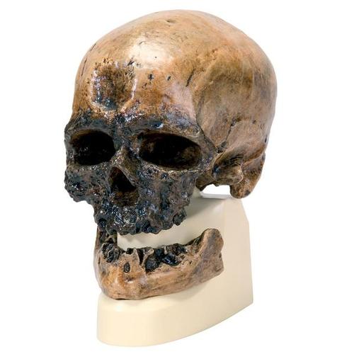 Rêplica del cráneo del Homo sapiens (Crô-Magnon), 1001295 [VP752/1], Modelos de Cráneos Humanos