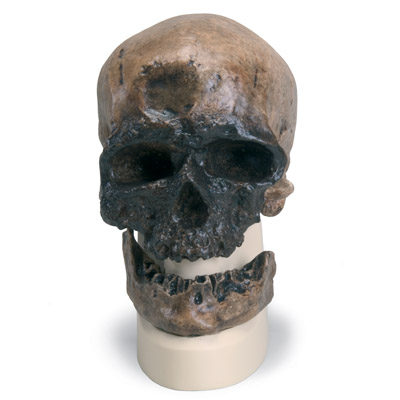 Antropol&oacute;giai koponya - Cr&ocirc;-Magnon, 1001295 [VP752/1], Koponya modellek