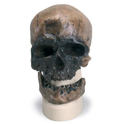 Rêplique de crâne d'Homo sapiens (Crô-Magnon), 1001295 [VP752/1], Modèles de moulage de crânes humains