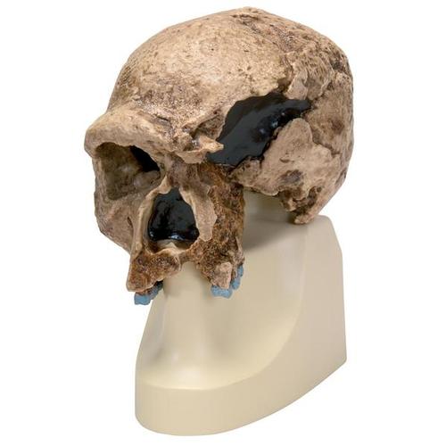 Модель черепа штейнгеймского человека (Homo steinheimensis) (Беркхемер, 1936), 1001296 [VP753/1], Модели черепа человека