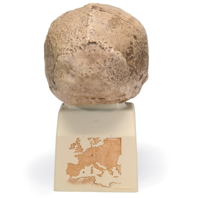 Antropol&oacute;giai koponya - Steinheim, 1001296 [VP753/1], Evol&uacute;ci&oacute;