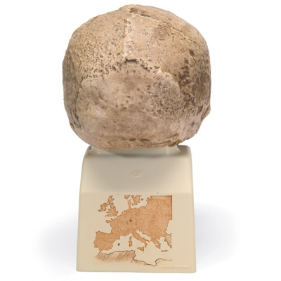 Rêplica del cráneo del Homo steinheimnensis (Berkhemer, 1936), 1001296 [VP753/1], Antropológico Skulls