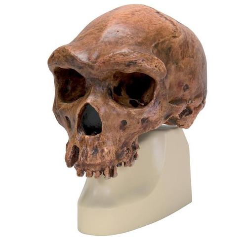 Réplica de crânio homo rhodesiensis (Broken HillŸ Woodward, 1921), 1001297 [VP754/1], Evolução