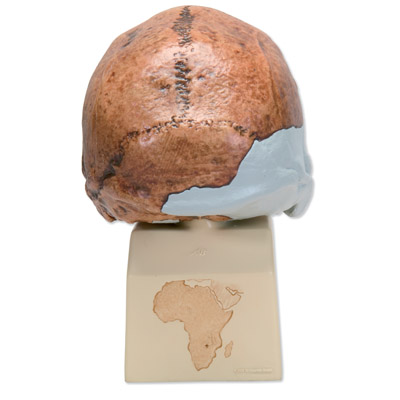 Модель черепа родезийского человека (Homo rhodesiensis) из Брокен-Хилл (Вудвард, 1921), 1001297 [VP754/1], Модели черепа человека