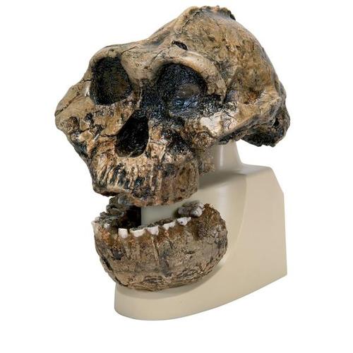 Модель черепа австралопитека Бойса (Australopithecus boisei) (KNM-ER 406 + Omo L7A-125), 1001298 [VP755/1], Антропологические модели черепа
