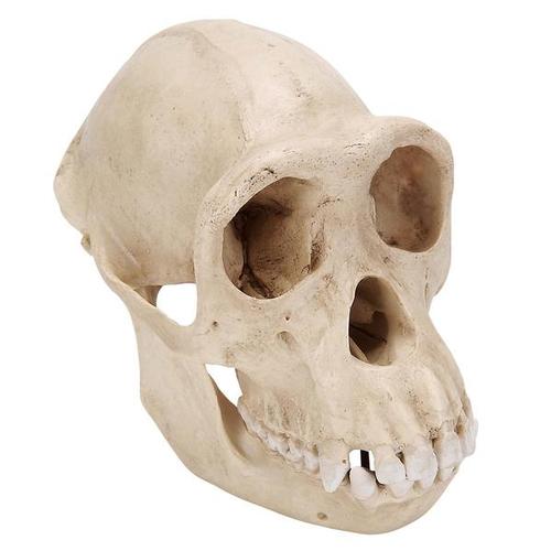 Cr&acirc;ne de chimpanz&ecirc; (Pan troglodytes), femelle, r&ecirc;plique, 1001299 [VP760/1], Anthropologie biologique