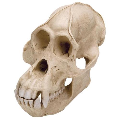 Crâne d'un orang-outang (Pongopygmaeus), mâle, rêplique, 1001300 [VP761/1], Primates