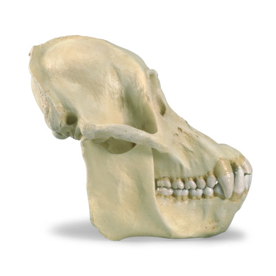 Cranio di un orango (Pongopygmaeus), maschile, replica, 1001300 [VP761/1], Primati (Primates)