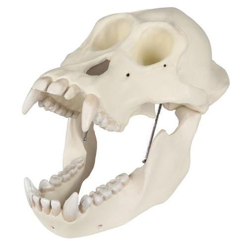 Cráneo de un orangután (Pongo pygmaeus), macho, VP761, Primates