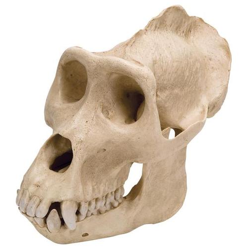 Cranio di gorilla (Gorilla gorilla), maschile, replica, 1001301 [VP762/1], Primati (Primates)