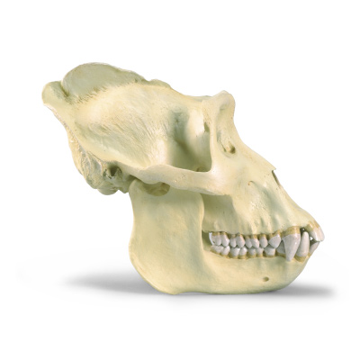 Cr&acirc;ne d'un gorille (Gorilla gorilla), m&acirc;le, r&ecirc;plique, 1001301 [VP762/1], Anthropologie biologique
