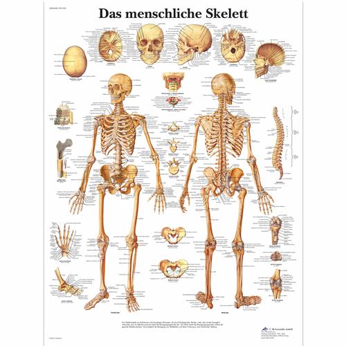 Lehrtafel - Das menschliche Skelett, 1001302 [VR0113L], Skelettsystem