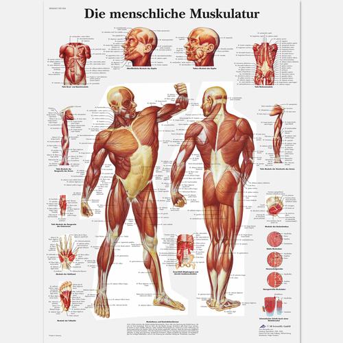 Die menschliche Muskulatur, 1001304 [VR0118L], Muscle