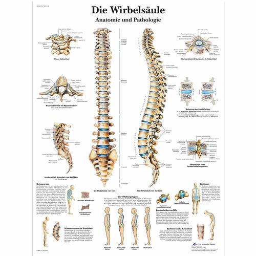 Die menschliche Wirbelsäule - Anatomie und Pathologie, 1001314 [VR0152L], système Squelettique