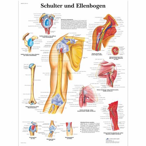 Lehrtafel - Schulter und Ellenbogen, 1001316 [VR0170L], Skelettsystem