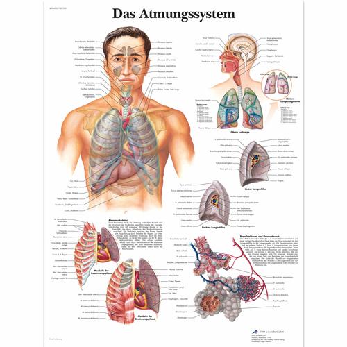 Das Atmungssystem, 1001350 [VR0322L], Système Respiratoire