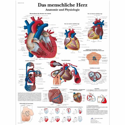 Lehrtafel - Das menschliche Herz - Anatomie und Physiologie, 4006596 [VR0334UU], Herzgesundheit und Fitnesserziehung
