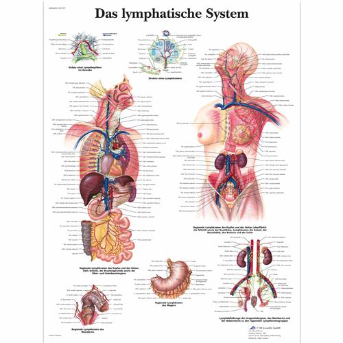 Lehrtafel - Das Lymphatische System, 1001377 [VR0392L], Lymphatisches System

