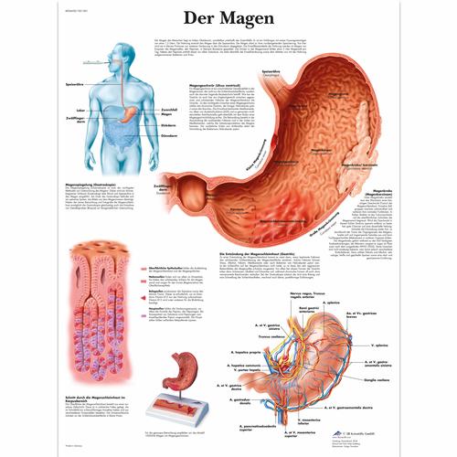 Der Magen, 4006608 [VR0426UU], El sistema digestivo