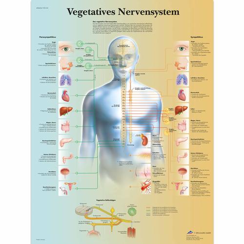 Lehrtafel - Vegetatives Nervensystem, 4006626 [VR0610uu], Gehirn und Nervensystem