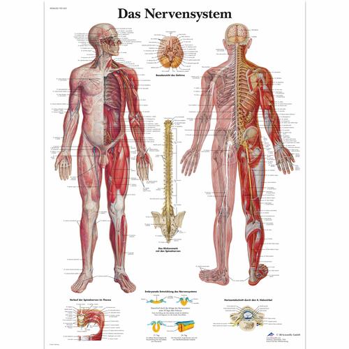 Lehrtafel - Das Nervensystem, 4006628 [VR0620UU], Gehirn und Nervensystem