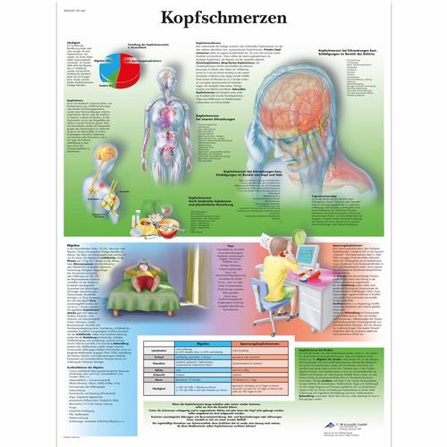 Kopfschmerzen, 1001442 [VR0714L], 大脑和神经系统