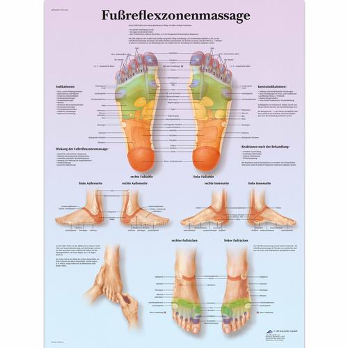 foot reflexology, 4006648 [VR0810UU], Acupuncture