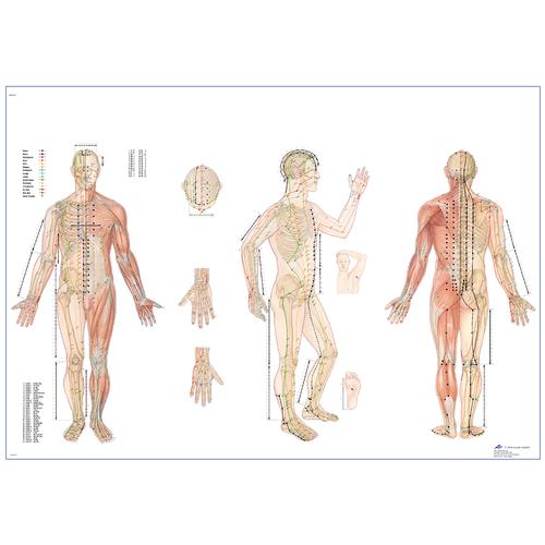 Körperakupunktur, 1001464 [VR0820L], Acupuncture Charts and Models