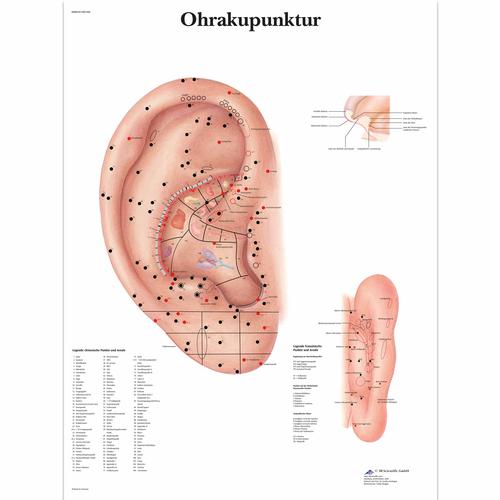 Ohrakupunktur, 4006650 [VR0821UU], Acupuncture Charts and Models