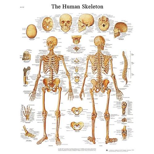 Human Skeleton STICKYchart™, VR1113S, Skeletal System