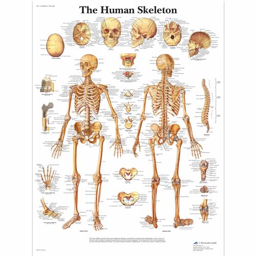 Lehrtafel - The Human Skeleton, 4006651 [VR1113UU], Skelettsystem