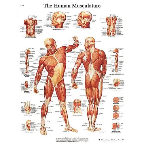 Human Musculature STICKYchart™, VR1118S, Muscle