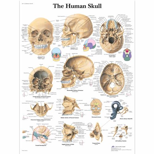 인간 두개골 차트, 1001478 [VR1131L], 골격계