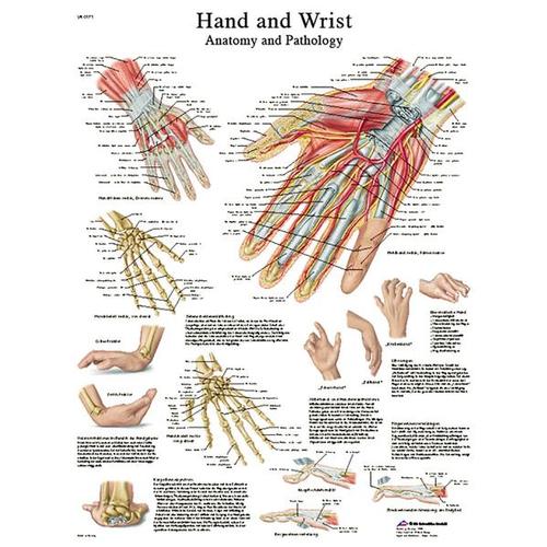 Hand and Wrist STICKYchart™, VR1171S, Skeletal System