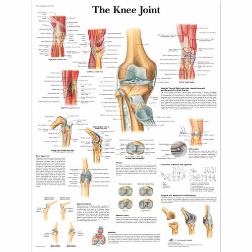膝关节挂图, 1001488 [VR1174L], 骨骼系统