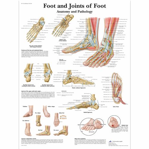 Foot and Joints of Foot Chart - Anatomy and Pathology, 1001490 [VR1176L], Sistema Scheletrico