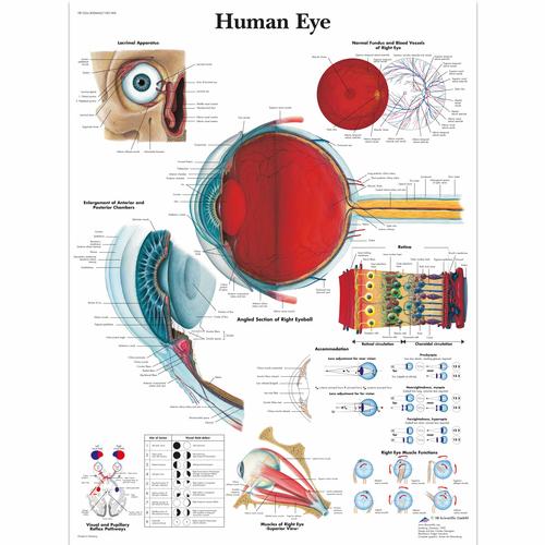 人类眼睛解剖挂图, 1001496 [VR1226L], 眼睛