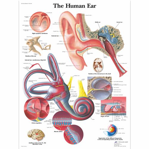 人耳解剖挂图, 1001500 [VR1243L], 耳，鼻，喉