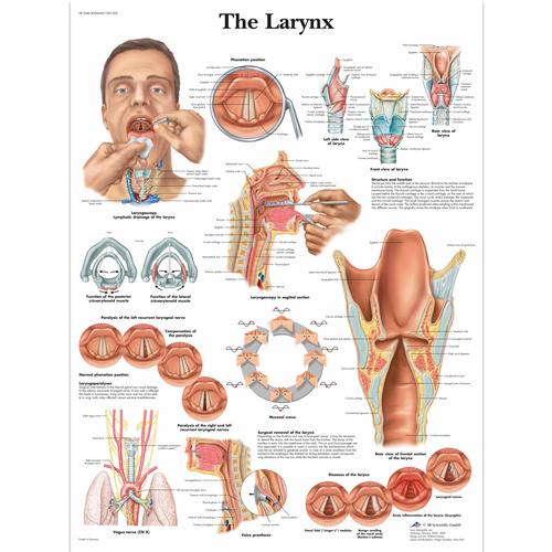 The Larynx Chart, 4006668 [VR1248UU], Speech Organs