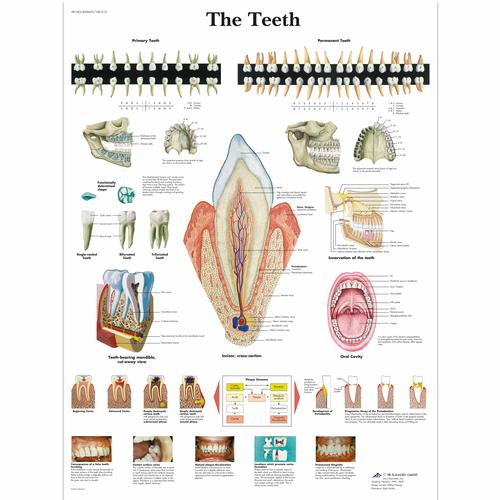牙齿挂图, 1001510 [VR1263L], 牙齿