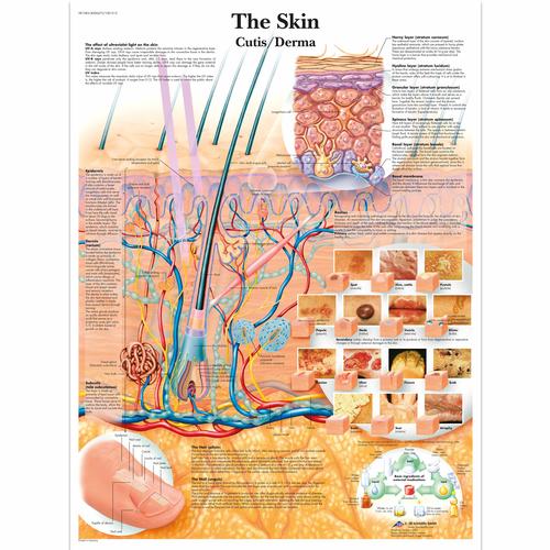 The Skin Chart, 1001512 [VR1283L], Skin