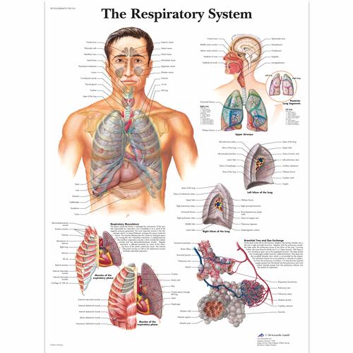 呼吸系统挂图, 1001516 [VR1322L], 呼吸系统