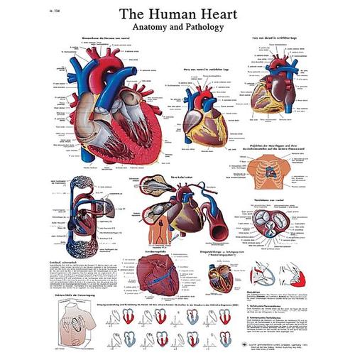 Human Heart STICKYchart™, VR1334S, Sistema Cardiovascular