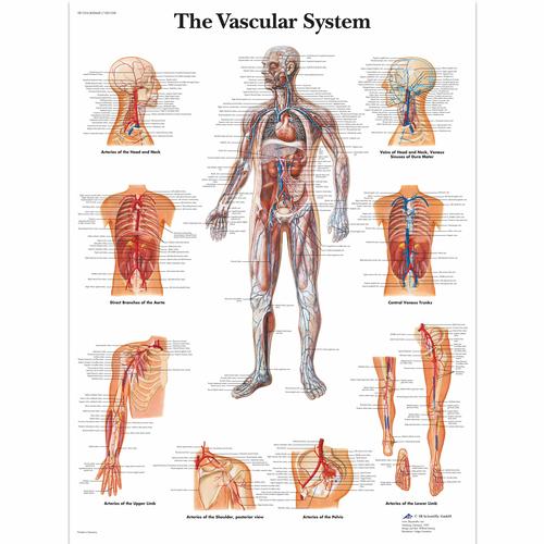 O Pôster do Sistema Vascular, 1001528 [VR1353L], Sistema circulatório